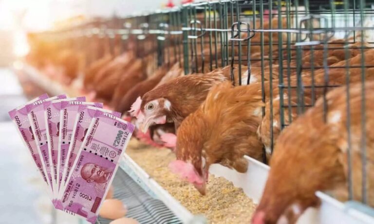 நாட்டுக்கோழி, ஆட்டுப் பண்ணை அமைக்க ரூ.50 லட்சம் வரை அரசு மானியம்..!! தொழில்முனைவோருக்கு தமிழ்நாடு அரசு அழைப்பு..!!