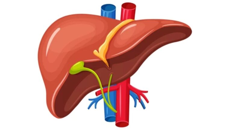 FATTY LIVER: கல்லீரலில் கொழுப்பு அறிகுறிகள்!! இதை கரைக்க என்ன செய்யலாம்?