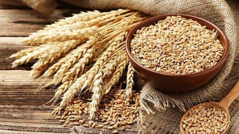ரேசன் கோதுமை உட்கொண்டால் வழுக்கை விழுமா? இதில் இத்தனை பிரச்சனை இருக்கா?