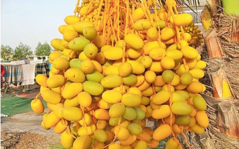 உடலை காக்கும் பச்சை பேரிச்சை!! இத்தனை நோய்களை குணப்படுத்தும் அதிசய காய் இது!!