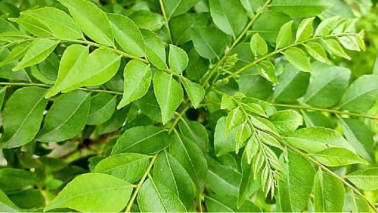 பச்சை கறிவேப்பிலையின் மலைக்க வைக்கும் ஆரோக்கிய நன்மைகள்!! டோன்ட் மிஸ் இட்!!