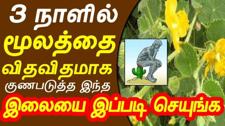 ஆசனவாயில் இந்த இலையை வைத்து கட்டினால்.. பைல்ஸ் பாதிப்பு ஒரு வாரத்தில் குணமாகும்!!
