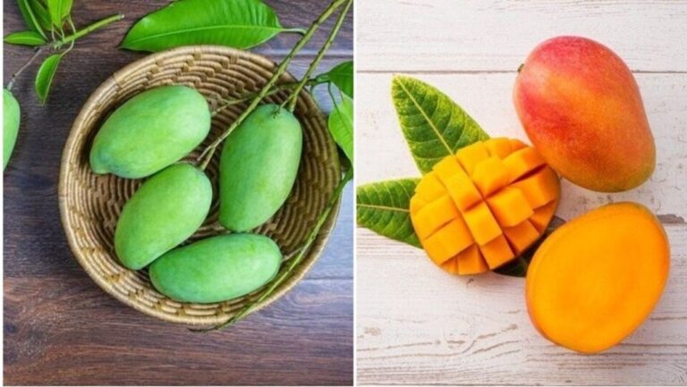இது தெரியுமா? பழுத்த மாம்பழத்தைவிட பச்சை மாங்காய்தான் ஆரோக்கியத்திற்கு நல்லதாம்!!