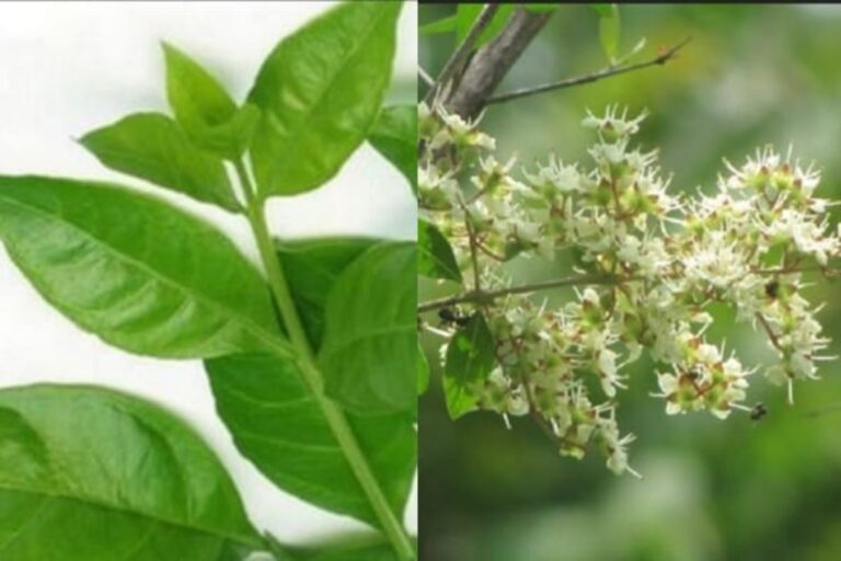 கை சிவக்க வைக்கும் மருதாணியை கொதிக்க வைத்து குடித்தால்.. இத்தனை நோய்கள் குணமாகுமா!!