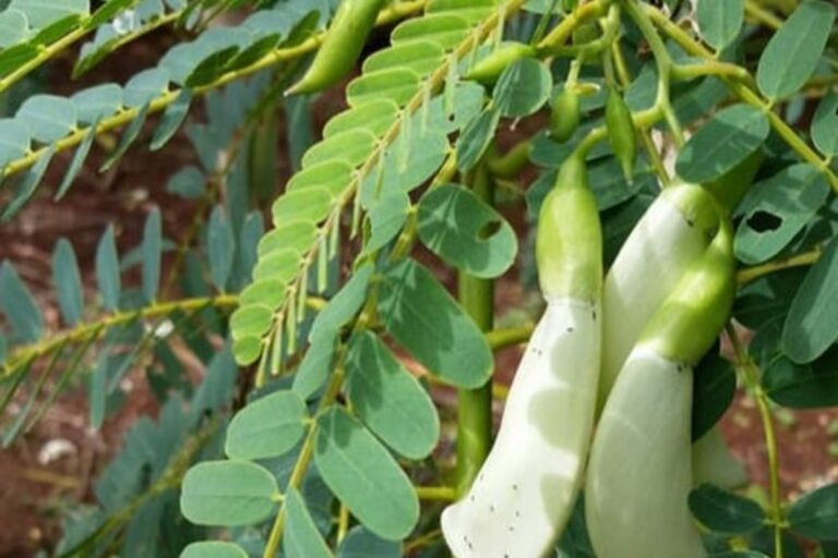 அல்சர் முதல் மூட்டு வலி வரையிலான நோய்களை வேரோடு குணமாக்க இந்த கீரையை சாப்பிடுங்கள்!!