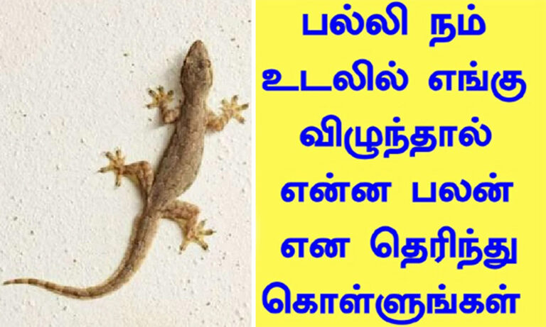 பல்லி நமது உடலில் எங்கே விழுந்தால்.. என்ன பலன் என்று தெரியுமா..??