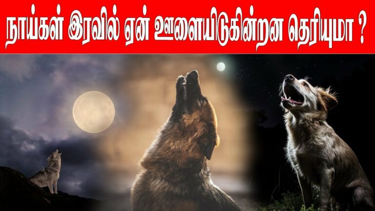 நாய்கள் ஏன் இரவில் ஊளையிடுகின்றன என தெரியுமா..?? உண்மை தெரிந்தால் அதிர்ந்து போவீர்கள்..!!
