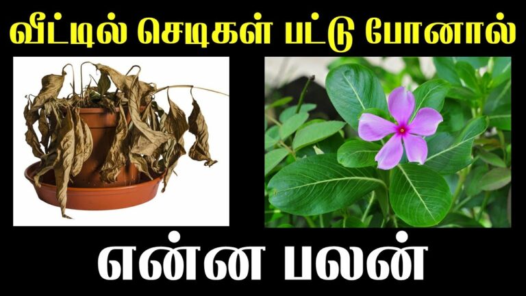 வீட்டில் உள்ள செடிகள் பட்டு போனால் என்ன பலன்..??