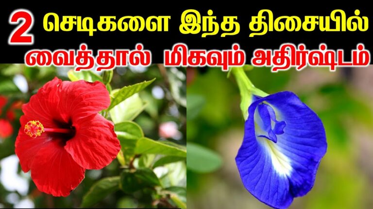 செம்பருத்திப் பூ, சங்குப் பூ செடிகளை இந்த திசையில் வைத்தால் மிகவும் அதிர்ஷ்டம்..!!