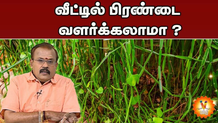 வீட்டில் பிரண்டை செடி வளர்க்கலாமா..?? அஸ்ட்ராலஜரின் உண்மையான விளக்கங்கள்..!!