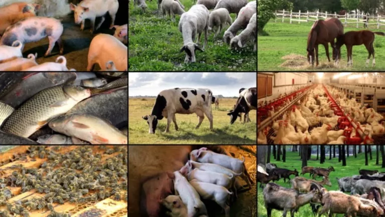 Do you want to start a livestock farm? The government subsidy is for you!