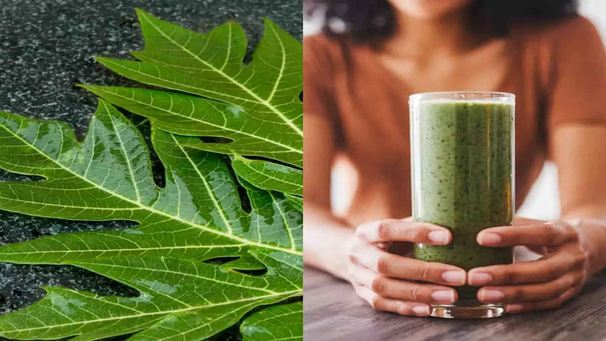 Do you know what happens if you drink papaya leaf water three times a week!! If you know you will definitely use it!!