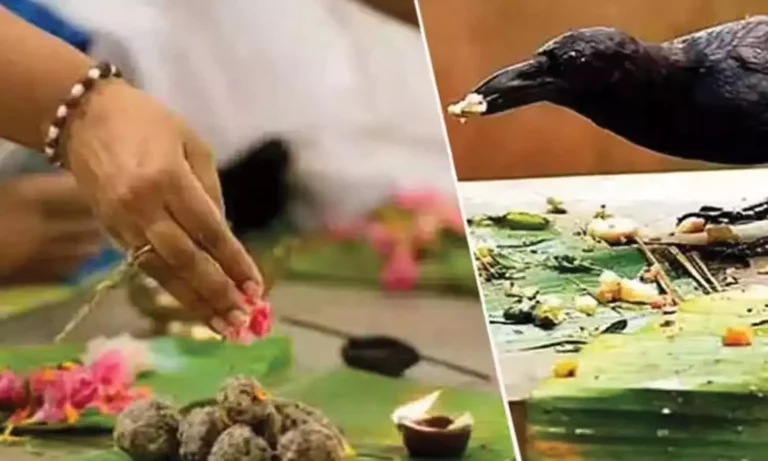 சனி தோஷம் மற்றும் பித்ரு தோஷம் நீங்க தினமும் காகத்திற்கு இந்த இரண்டு பொருட்களை வையுங்கள்..!!