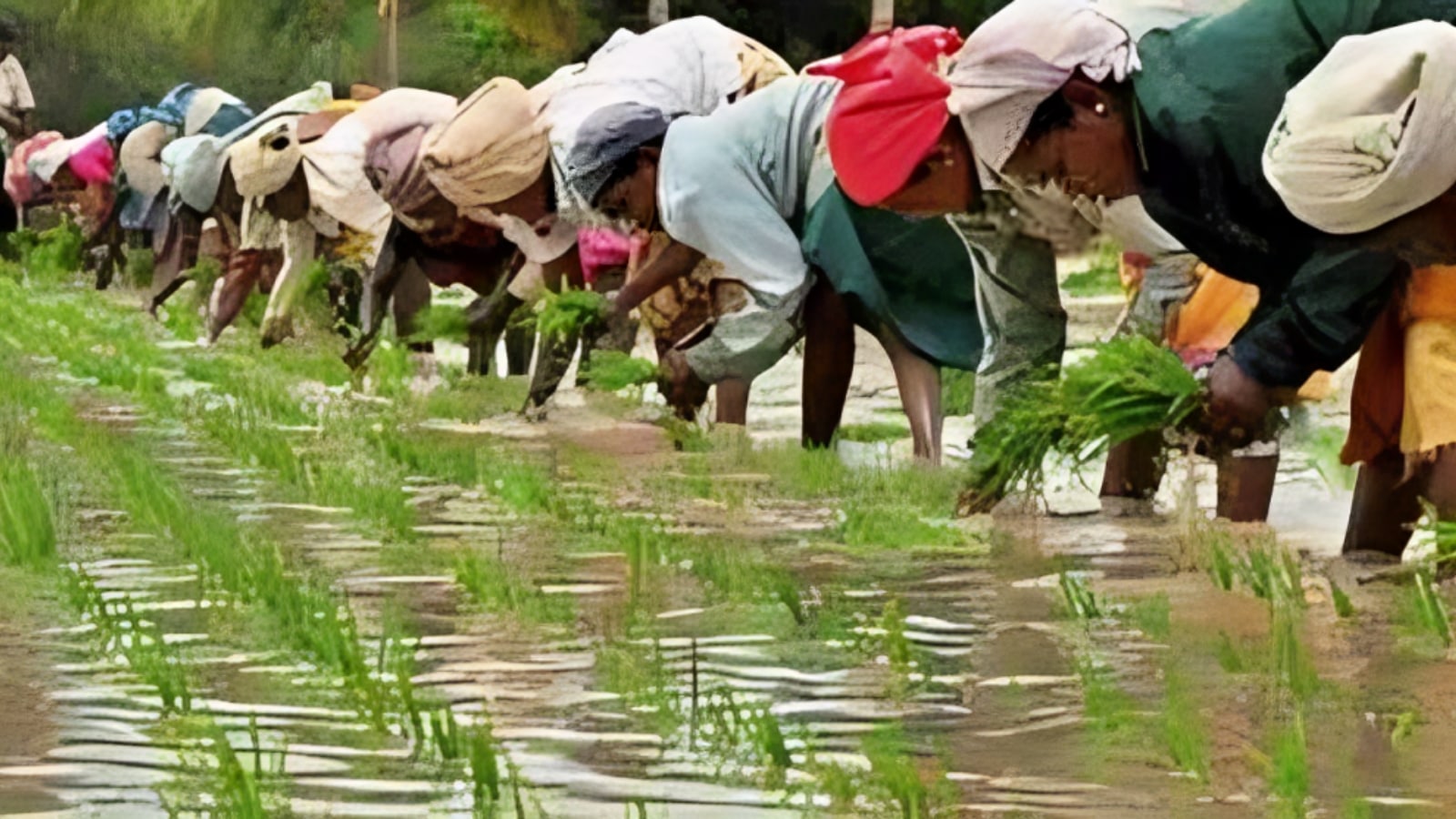 Tamil Nadu government's indifference!! Northerners who have taken up farming!!