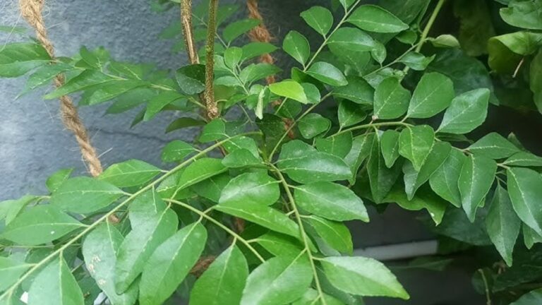 தெரிந்து கொள்ளுங்கள்.. தினமும் ஒரு கொத்து கறிவேப்பிலை சாப்பிட்டால் சர்க்கரை கட்டுப்படுமா?
