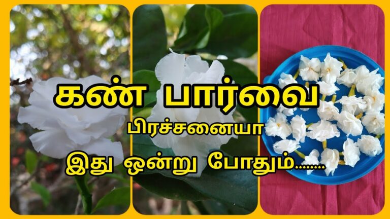 கண் பார்வை கூர்மையாக.. கண்ணாடி அணியாமல் இருக்க இந்த ஒரு பூவை கண் மீது வையுங்கள்!!