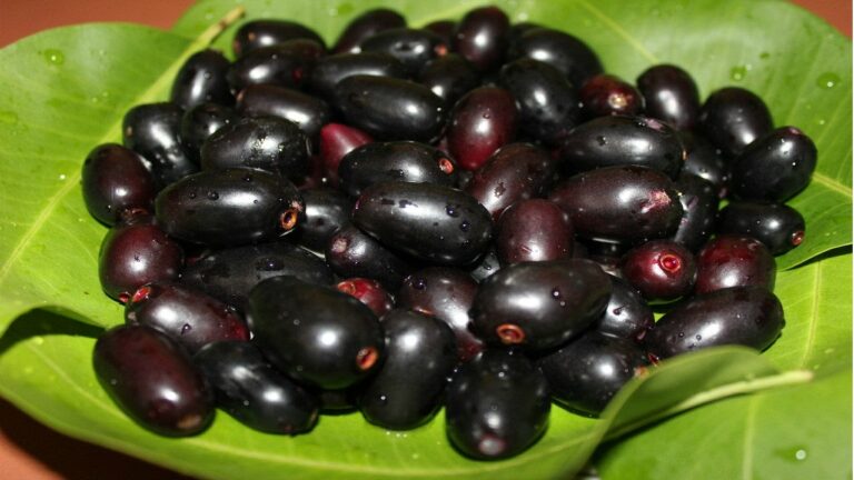 எச்சரிக்கை.. இனிமேல் நாவல் பழம் சாப்பிடும் போது இந்த தவறுகள் செய்யாதீங்க!!