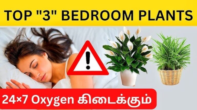 இரவில் நன்றாக உறங்க.. இந்த 6 செடிகளை உங்கள் படுக்கை அறையில் வையுங்கள்!!