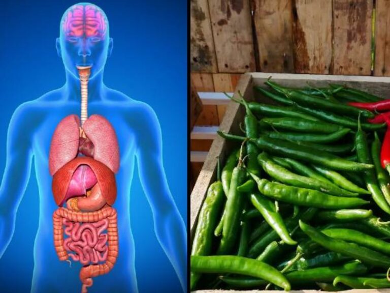தினசரி ஒரு பச்சை மிளகாய் சாப்பிடுவதால் நமக்கு கிடைக்கும் ஆரோக்கிய நன்மைகள்!!
