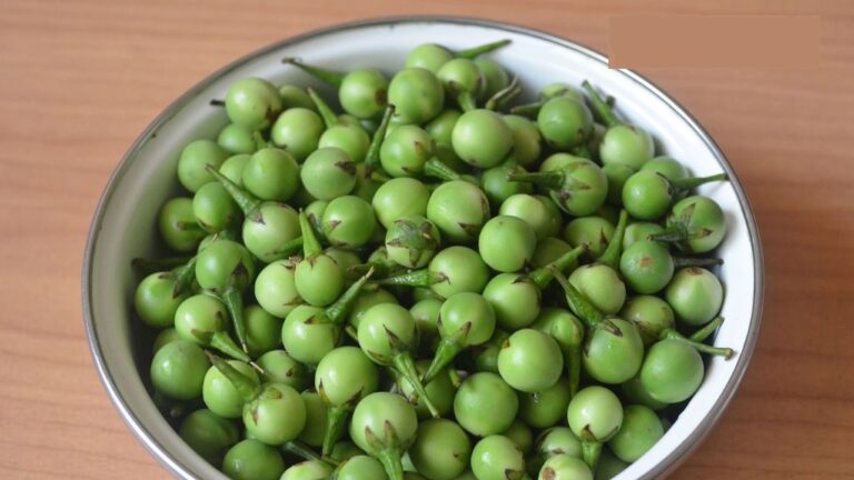 கிட்னி கல்லை கரைக்கும் சுண்டைக்காய்!! இப்படி சாப்பிட்டால் கோடி பலன் கிடைக்கும்!!