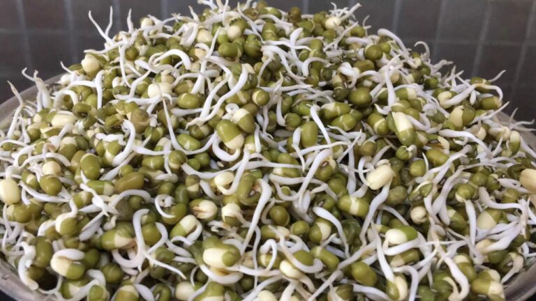 தினமும் ஒரு பயிறை சாப்பிட்ட்டால் நமக்கு எத்தனை நன்மைகள் கிடைக்கும் தெரியுமா?