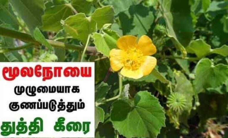 பைல்ஸ்? இந்த கீரையை நல்லெண்ணெயில் பிரட்டி சாப்பிட்டால்.. மூல நோய் பிரச்சனையே இருக்காது!!