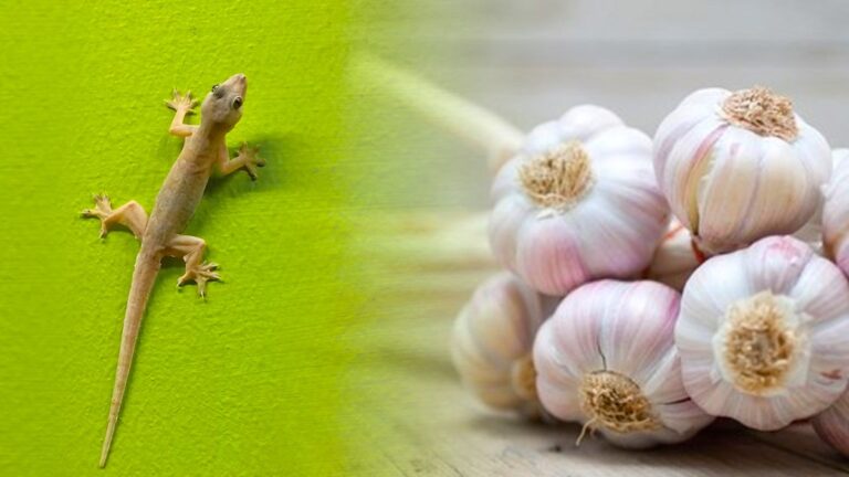பல்லிகளின் தொந்தரவு உங்கள் வீட்டில் அதிகமாக இருக்கிறதா..?? அப்போ இப்படி செய்து பாருங்கள் பல்லிகள் வராது..!!