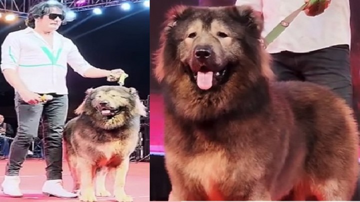 dog