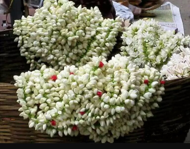 கோடை காலத்திலும் பூக்களை ஒரு வாரத்திற்கு வாடாமல் வைத்திருக்க வேண்டுமா..?? இதோ அதற்கான டிப்ஸ்..!!