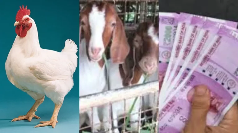 50 lakh rupees to raise goats and chickens