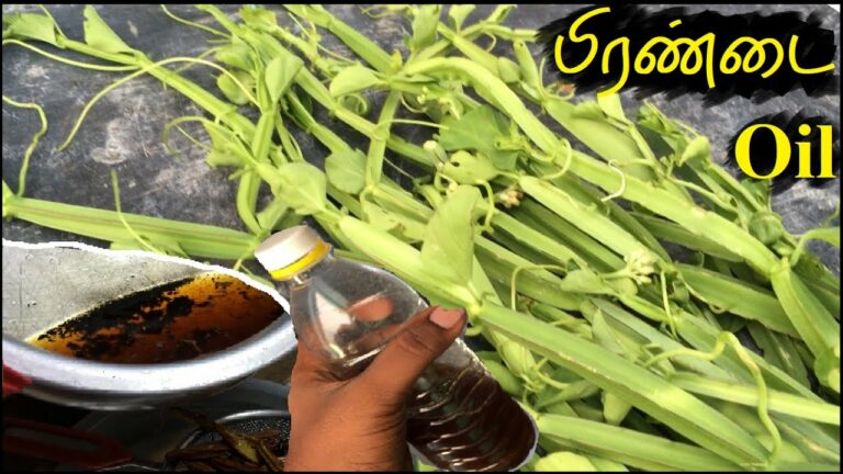 இடுப்பு வலி மற்றும் மூட்டு வலிக்கு டாட்டா சொல்ல.. பிரண்டை எண்ணெய் யூஸ் பண்ணுங்க!!