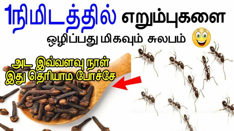 எலுமிச்சம் பழம் போதும்.. இனி உங்கள் வீட்டில் ஒரு எறும்பு நடமாட்டம் கூட இருக்காது!!