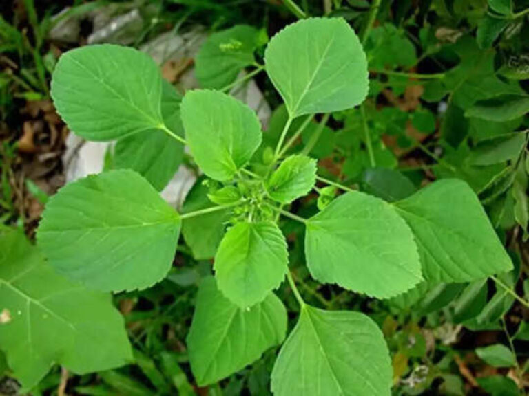 இந்த இலையை மென்று சாப்பிட்டால்.. குடலில் தேங்கிய கேஸ் வெளியேறிவிடும்!!