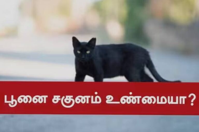 வழியில் பூனை குறுக்கே போனால் கெட்ட சகுனம் என்று ஏன் சொல்றாங்கனு தெரியுமா?