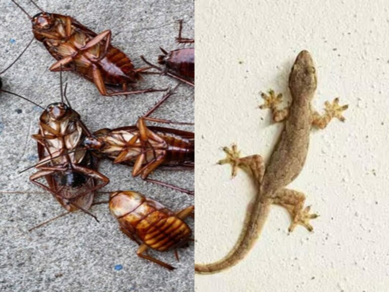 பல்லி மற்றும் கரப்பான் பூச்சிகளை வீட்டை விட்டு ஓடிவிடச் செய்யும்!! வீட்டுப்பயன்பாட்டு முறை!!