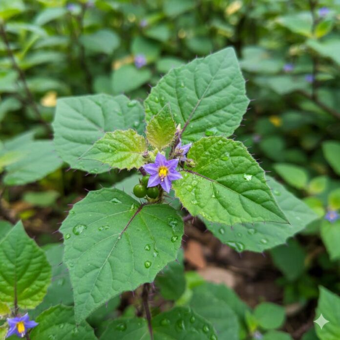 FB_IMG_1765205237485