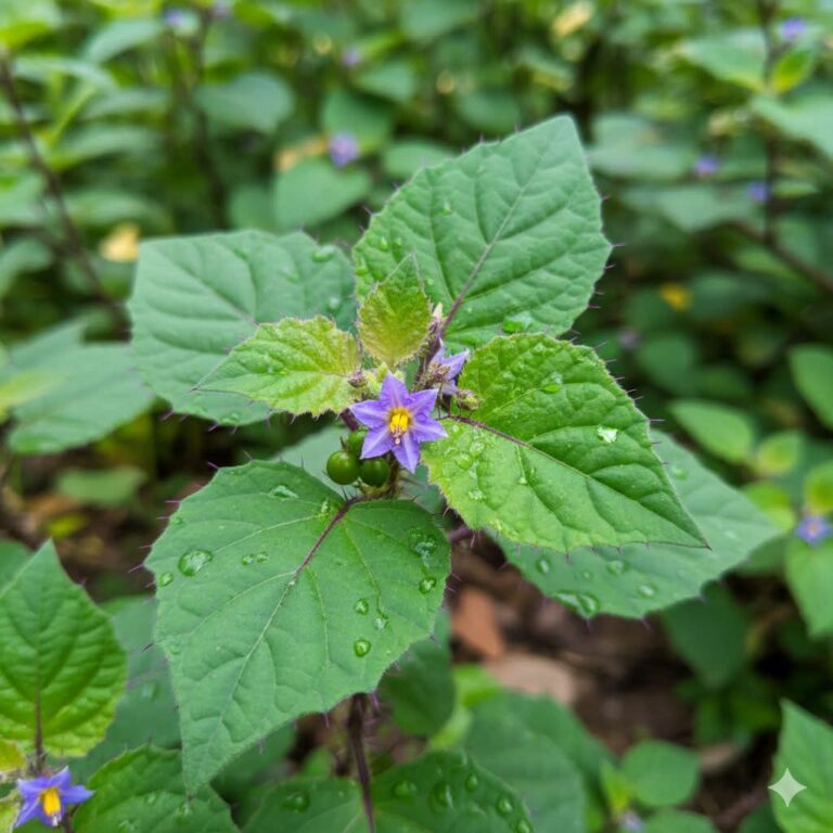 சின்ன வெங்காயம் + இந்த இலை சாப்பிடுங்க! நெஞ்சு சளி வெளிவந்துவிடும்!